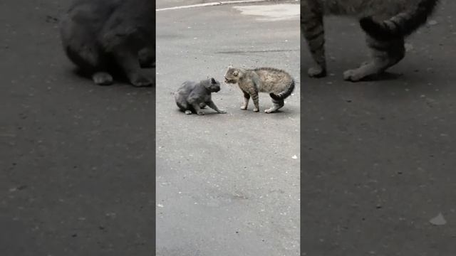 Кошки дерутся за котов смотреть онлайн