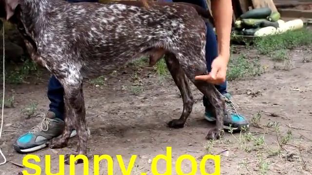 урок 3 ошибки хендлинга стойка самые главные ошибки ринговой дрессировки смотреть онлайн