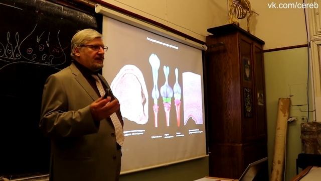 Сергей Савельев _ Потрясающая лекция про эволюцию и устройство мозга человека