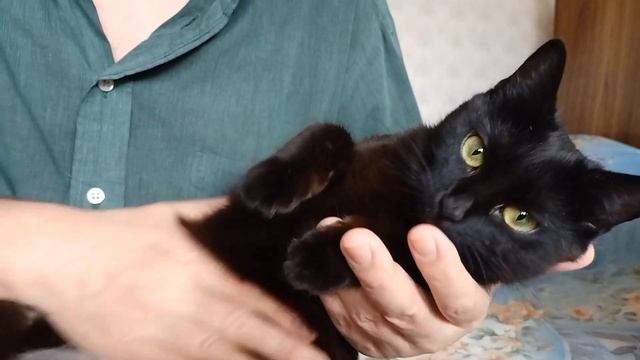 Как помочь коту или кошке сходить по большому. Массаж кошачьего животика. смотреть онлайн