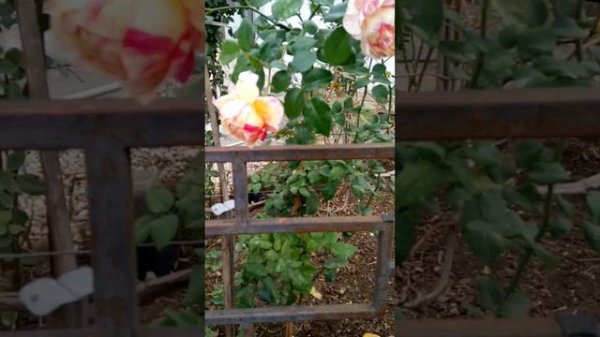 🌹роза ЖЮЛИ АНДРИЕ🐝👌👍🐞