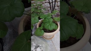 Пенопласт как дренаж для комнатных растений, отличный результат👌