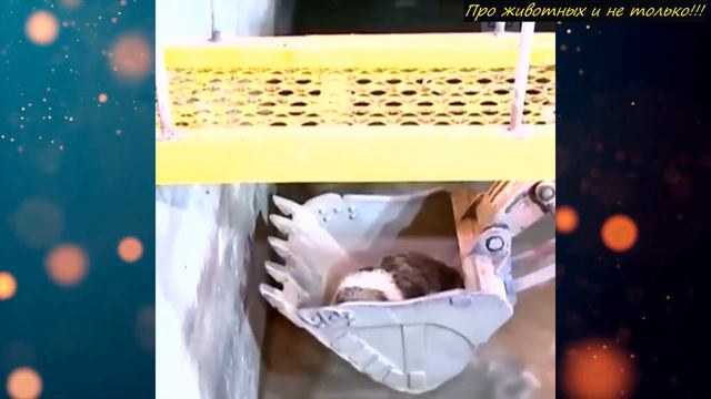 Рабочие заметили какое-то странное движение в отстойнике! То что случилось дальше - невероятно! смотреть онлайн