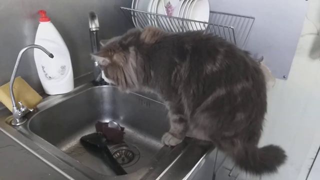 у кота сушняк! утро понедельника смотреть онлайн