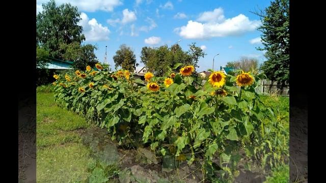 Что можно сажать на одной грядке. Какие овощи не совместимы. смотреть онлайн