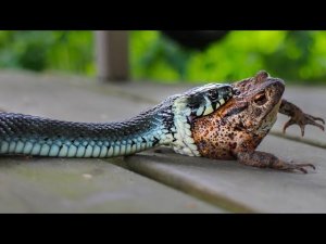 ЗМЕЯ ПРОТИВ лягушки, ящерицы, мурены, крокодила, белки, медоеда и даже КОШКИ! Змея в деле 1.