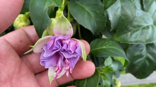 Коллекция фуксий Татьяны Секориной, обзор сада под Питером. смотреть онлайн