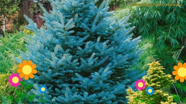 Ель колючая Супер Блю. Краткий обзор, описание характеристик picea pungens Super Blue смотреть онлайн