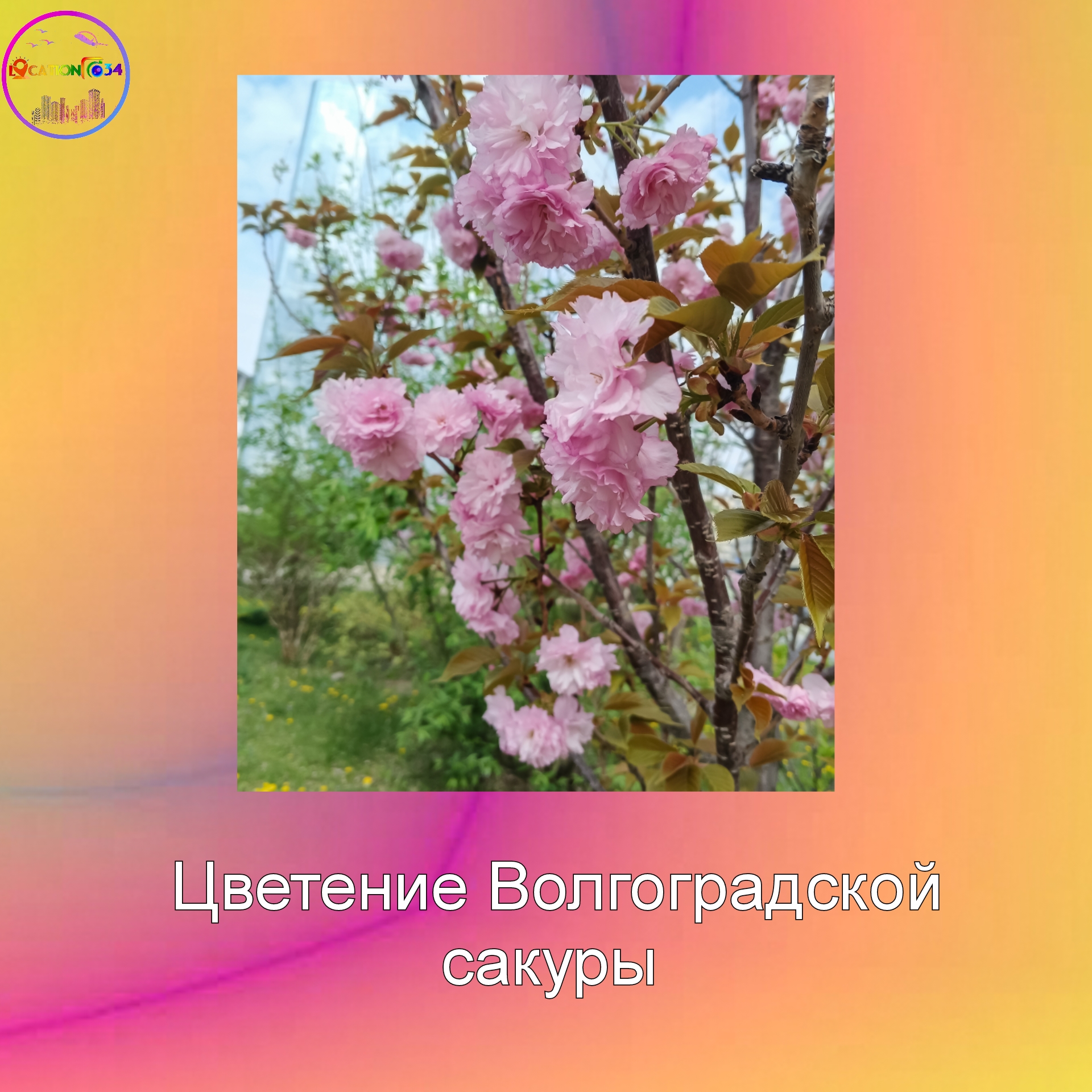 Цветение Сакуры волгоградской