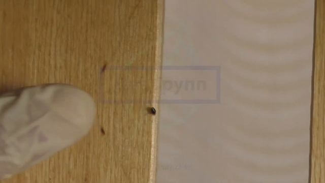 ?Клопы постельные в диване? Дезинсекция и дезинфекция: обработка СЭС смотреть онлайн