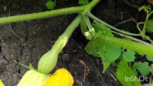 Почему тыква не сладкая/ как вырастить сладкую тыкву