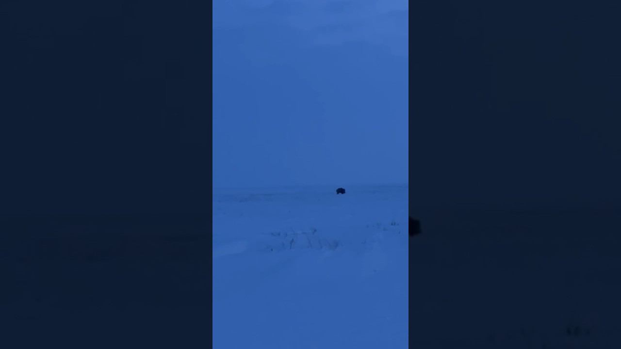 Охота на зайца, встретил кабана #охота #охотаназайца смотреть онлайн