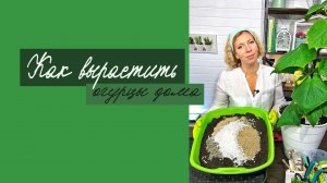 Как вырастить огурцы дома?