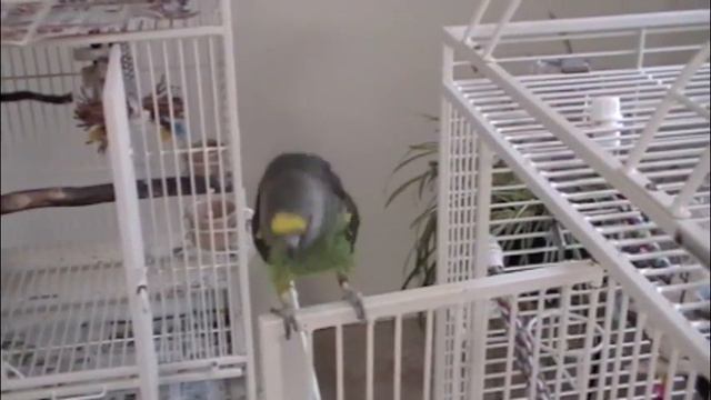 Bart and Monroe смотреть онлайн