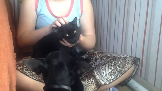 Мои питомцы собака тимьян и кот восилий смотреть онлайн