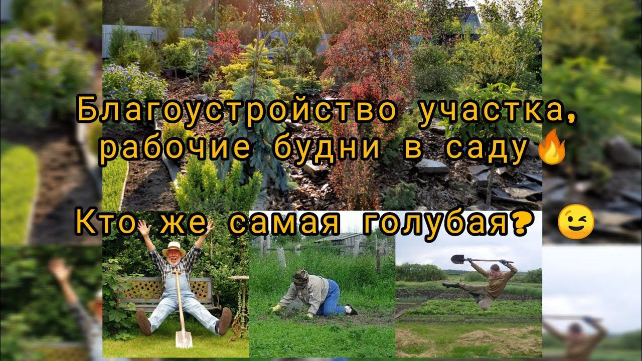 Благоустройство участка, рабочие будни в садуКто же самая голубая? Июнь 2023 год смотреть онлайн