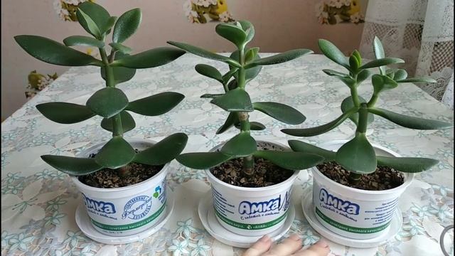 04.03.2021. Денежное дерево. Цитокинин, прищипка, самотек. Вторая стимуляция. смотреть онлайн