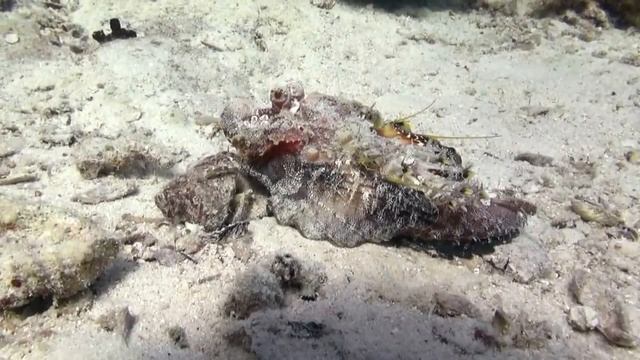 Прекрасные и опасные. Рыбы Красного моря