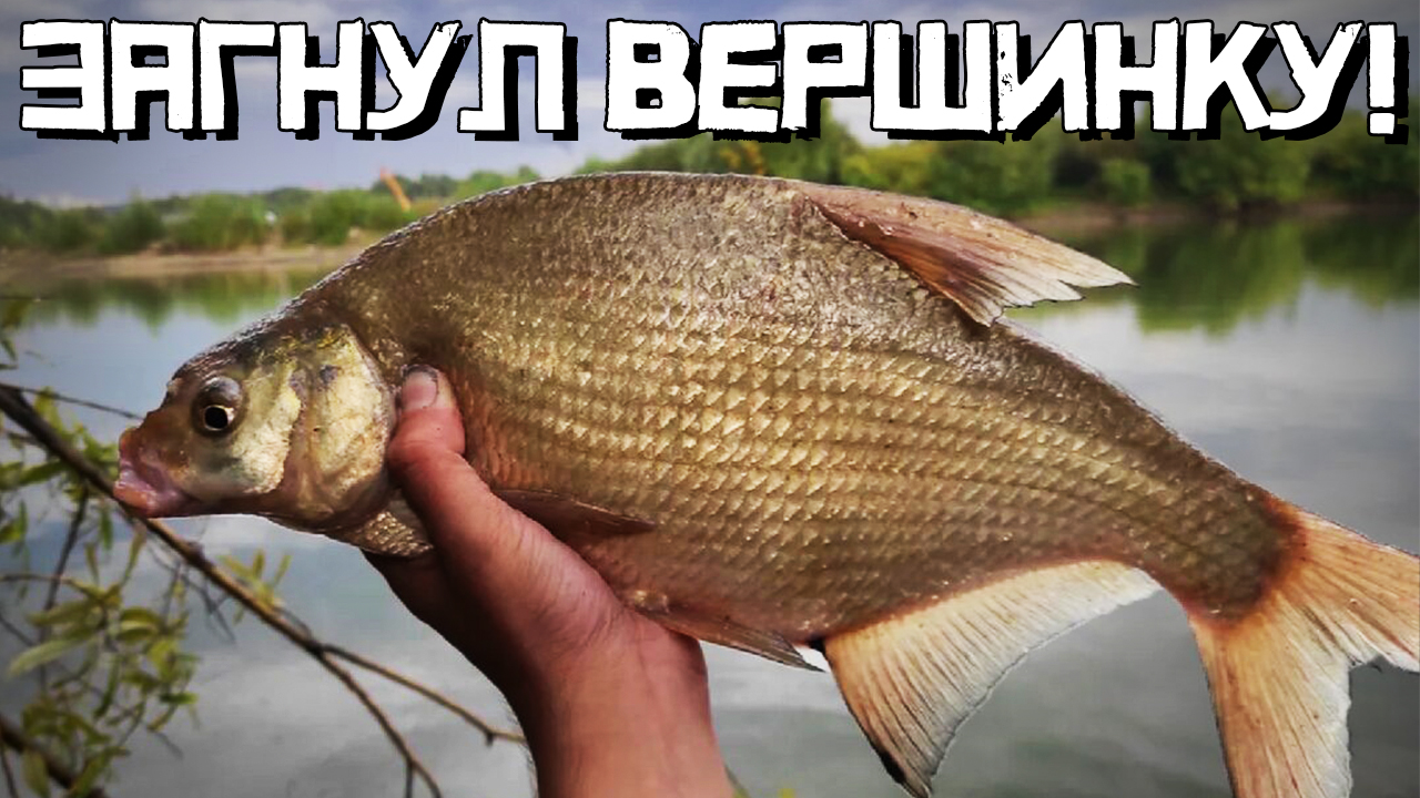 Закинул ДОНКИ в ЯМЕ и... Это ЛЕЩ?! Он вышел вечером! Рыбалка 2022 смотреть онлайн