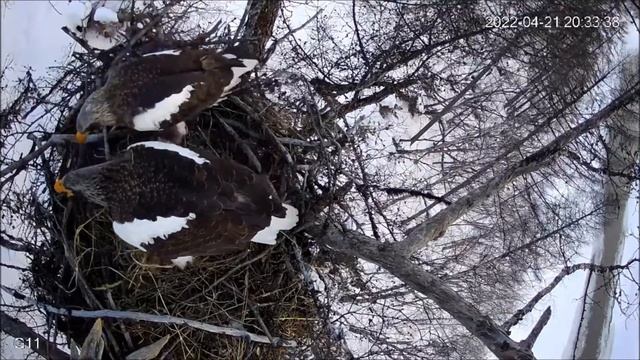 Белоплечий орлан (Haliaeetus pelagicus) 21042022 смотреть онлайн