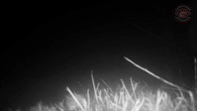 Барсук на туалете | Начинающему трапперу на заметку смотреть онлайн