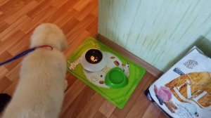 Щенок Голден  Ретривер / Первый день дома.