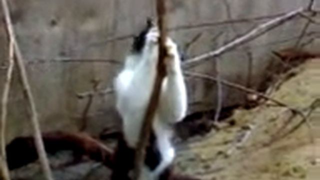 кот смотреть онлайн