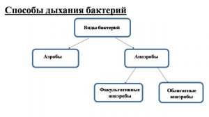 Биология, 6 класс. "Царство "Бактерии"