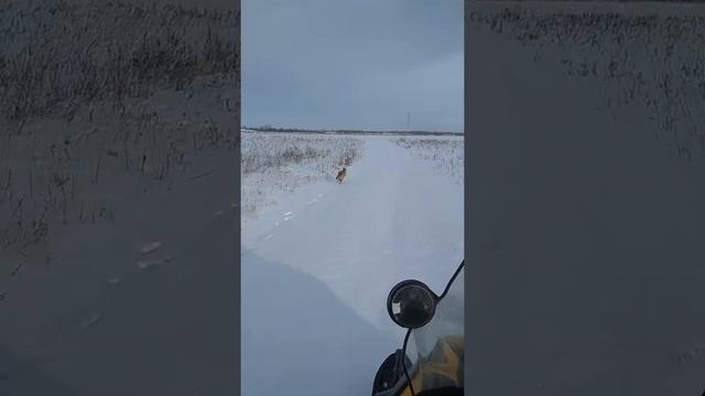 За лисой смотреть онлайн
