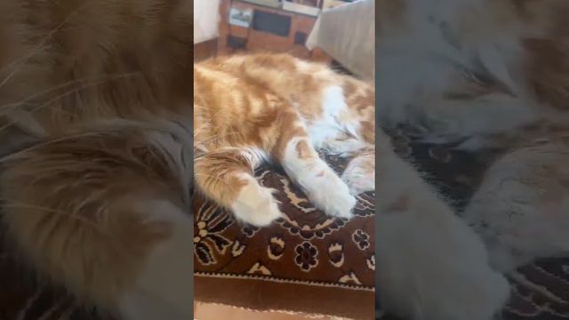У кота появились блохи и мы не пускаем его домой смотреть онлайн