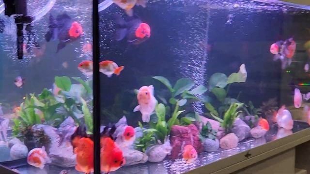 Золотые рыбки. Новый аквариум и дизайн. смотреть онлайн