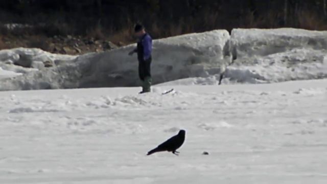 Байкальская ворона ворует рыбу.... смотреть онлайн