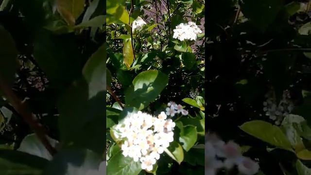 Черноплодная рябина!! смотреть онлайн