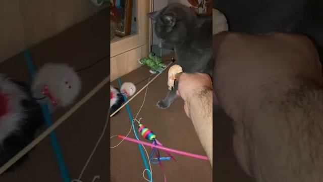 Кот и креветка ? смотреть онлайн