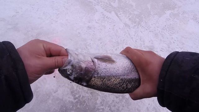 ЛОВЛЯ ФОРЕЛИ СО ЛЬДА!!! В КРХ "РЫБАЦКИЙ КОРДОН" смотреть онлайн