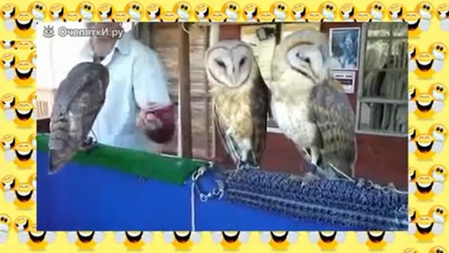 Хохма! Совы танцуют рэп Танцующие птицы Приколы с животными смотреть онлайн