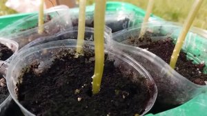 Вертикальная опора для огурцов.