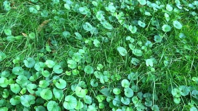 Листья цветов в палисаде, как у кувшинок на озере смотреть онлайн