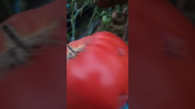 сорт Мега Марв. 19 августа. Ленинградская область смотреть онлайн