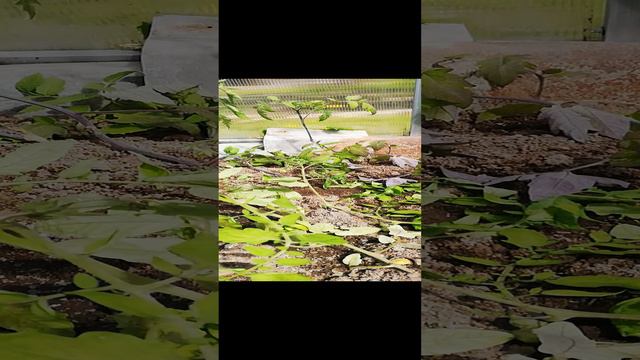 Подвязка помидоров