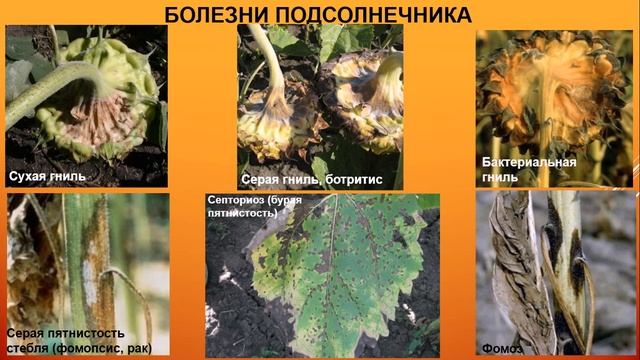 Лекция, Болезни кукурузы, подсолнечника и картофеля. смотреть онлайн