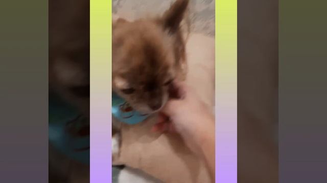 #какой корм для котика выбрать?! ответы пухлый котик#пухлый котик#ответы смотреть онлайн