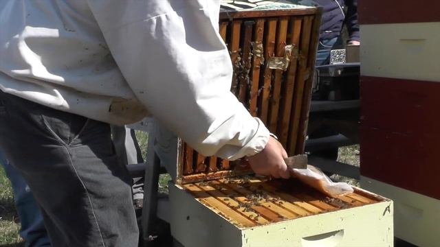 Let It Bee Show смотреть онлайн