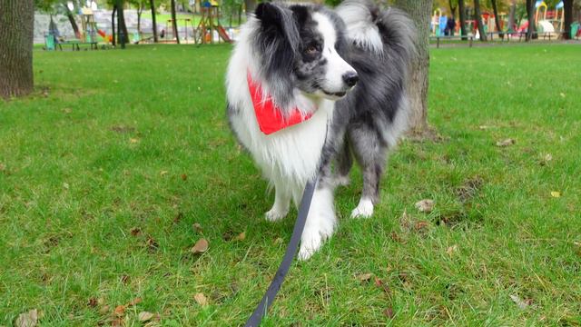 Собака и скейтборд. Валяемся в кроватке. Бордер Колли ездит на скейте. смотреть онлайн