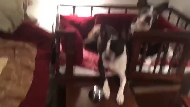 Умный напарник || FunFailTop 2016