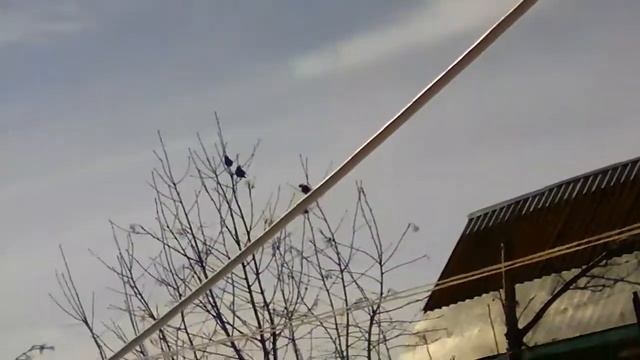 Птицы с хохолками на голове, и кончик хвостика желтенкий)) смотреть онлайн