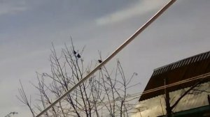 Птицы с хохолками на голове, и кончик хвостика желтенкий))