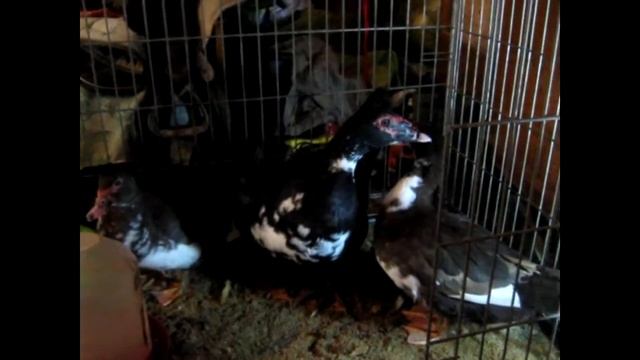 Индоутки | 8(965)380-13-11 смотреть онлайн