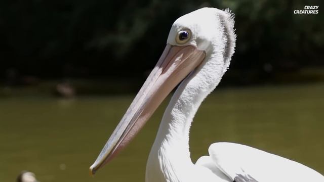 Shoebills Sound Like Machine Guns смотреть онлайн