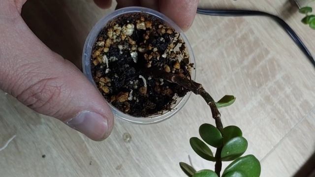 Переезд суккулентов. смотреть онлайн